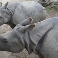 321-0541 Safari Park - Black Rhinos